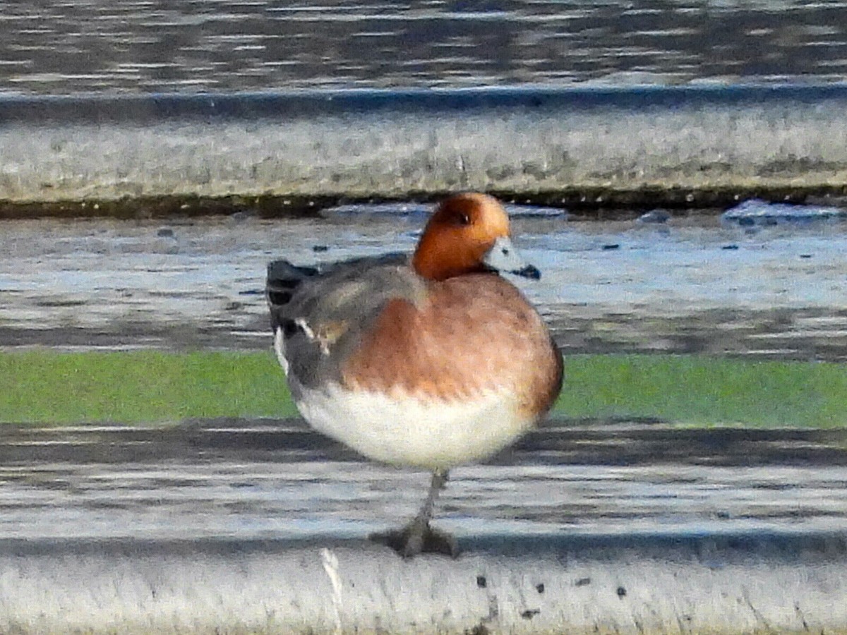 Eurasian Wigeon - ML615516104