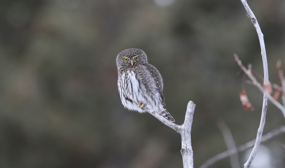 Northern Pygmy-Owl - Tom Beeke