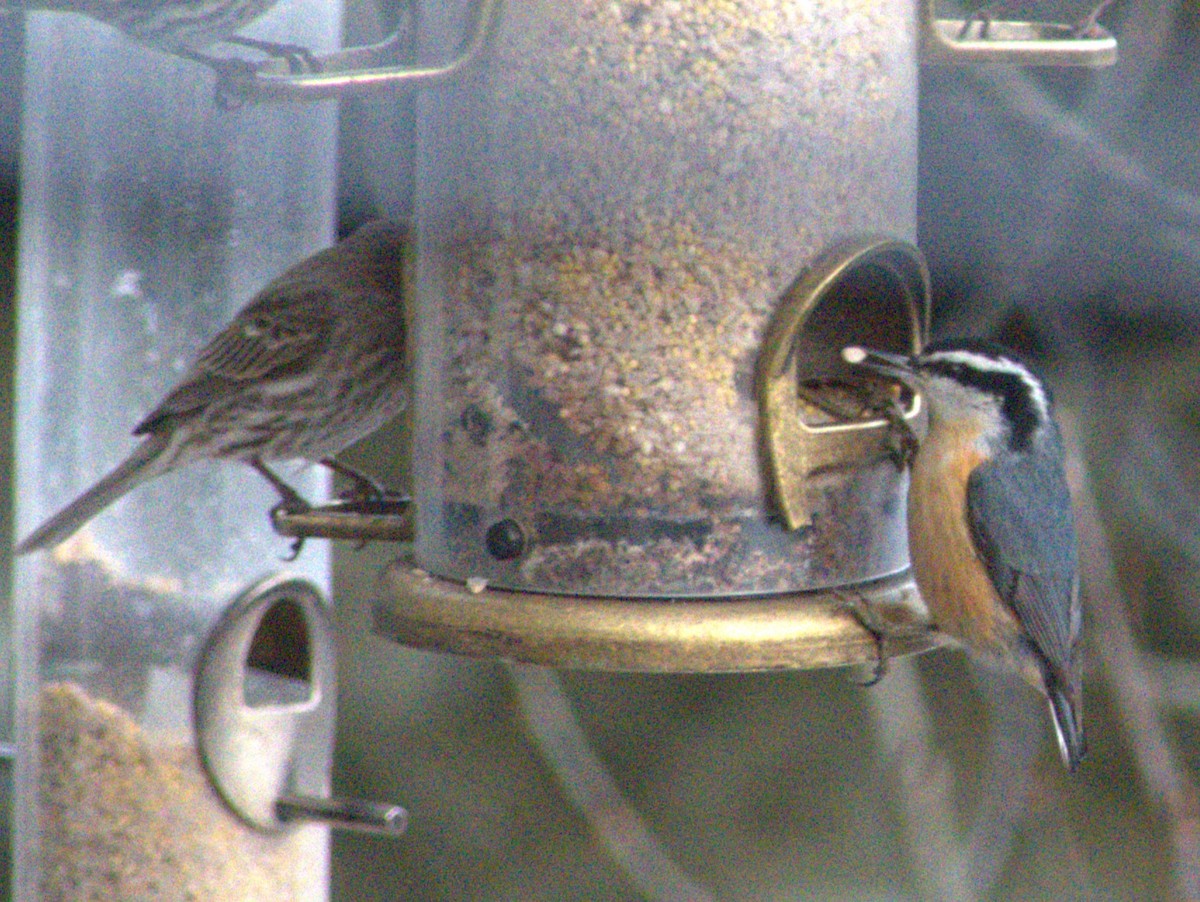 Red-breasted Nuthatch - ML615516151