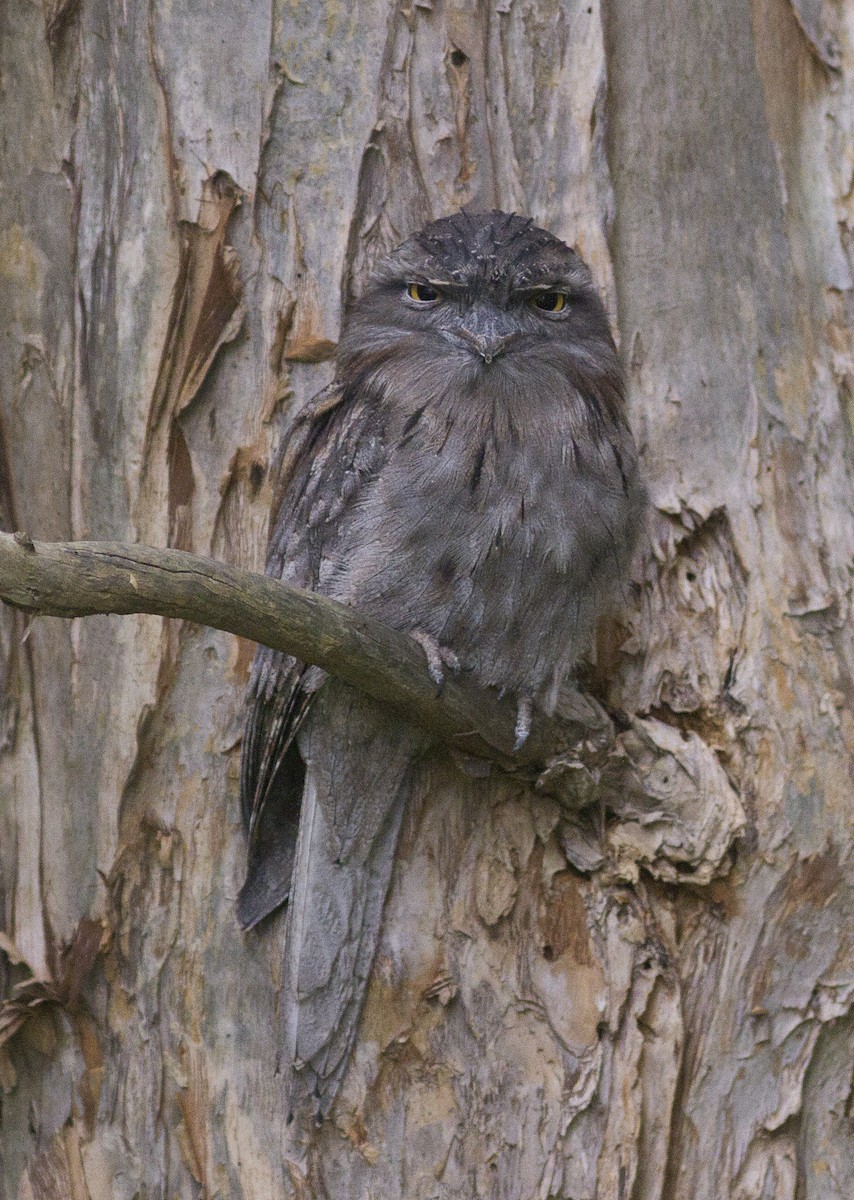 Tawny Frogmouth - ML615516253