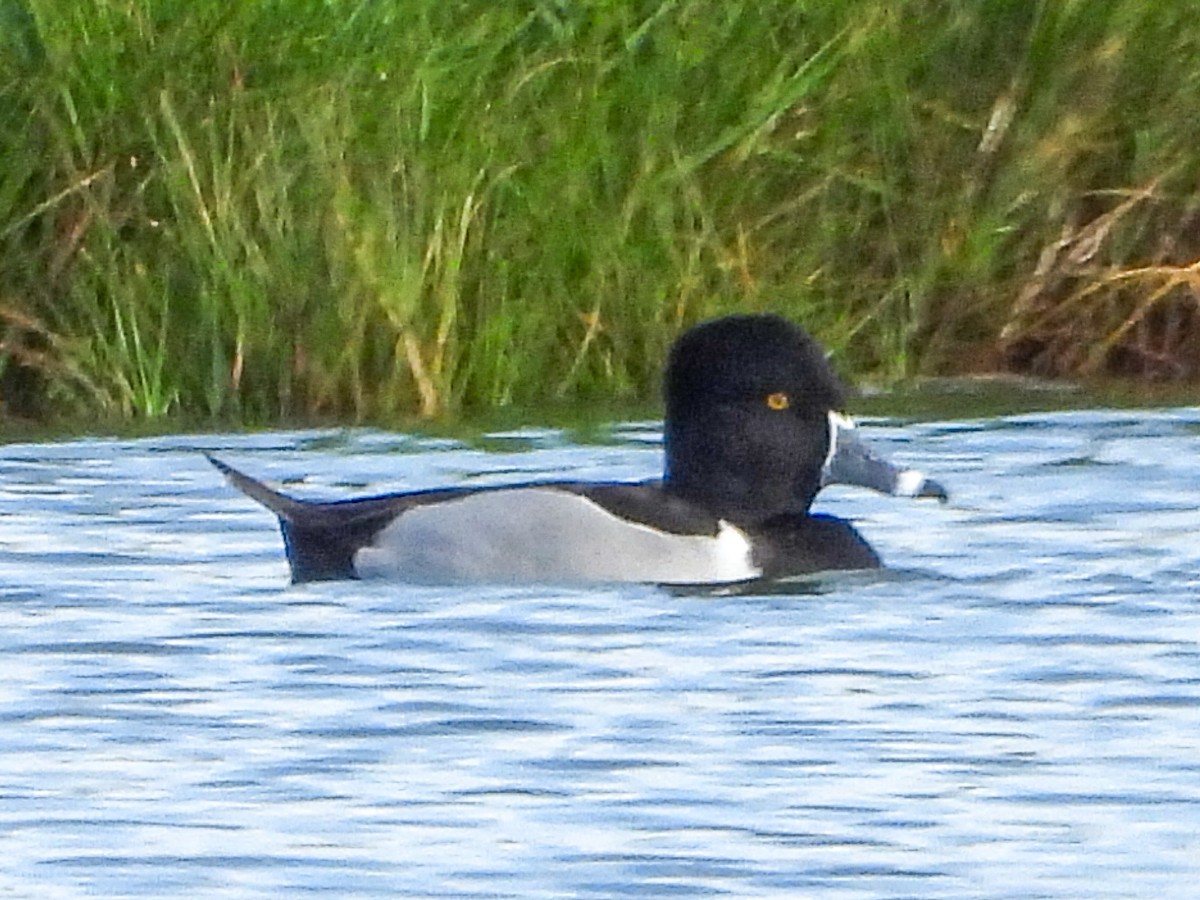 Ring-necked Duck - Ron Pozzi