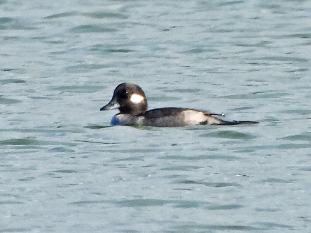 Bufflehead - ML615516359