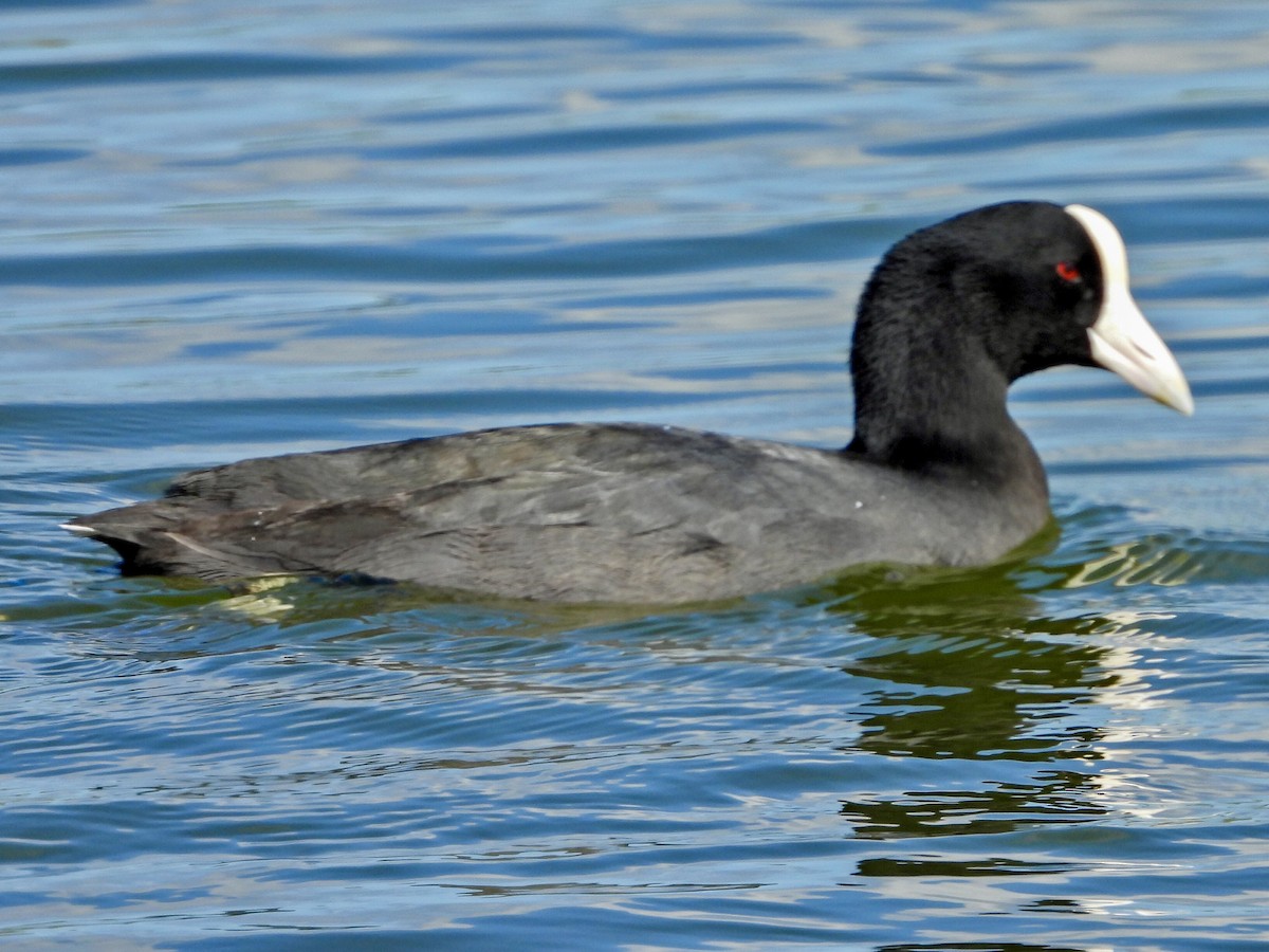 Hawaiian Coot (White-shielded) - Ron Pozzi