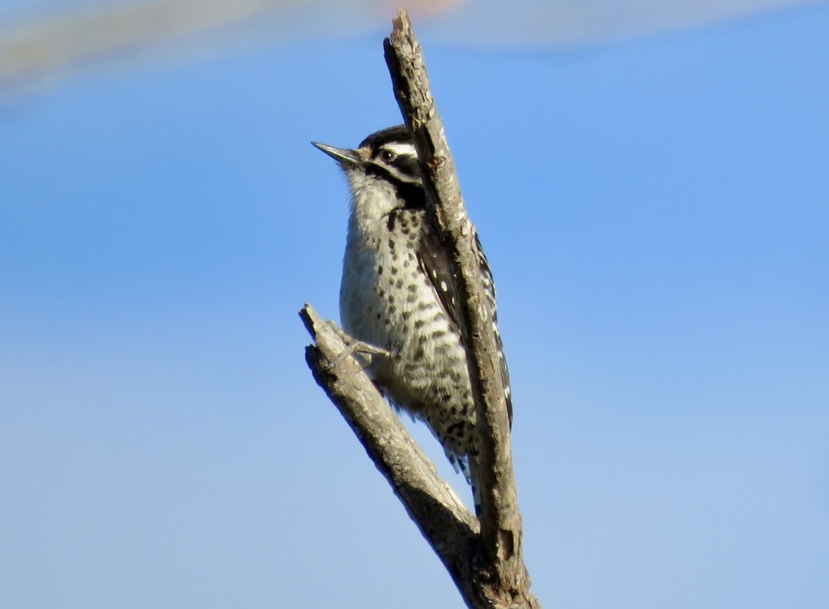 Nuttall's Woodpecker - ML615516370