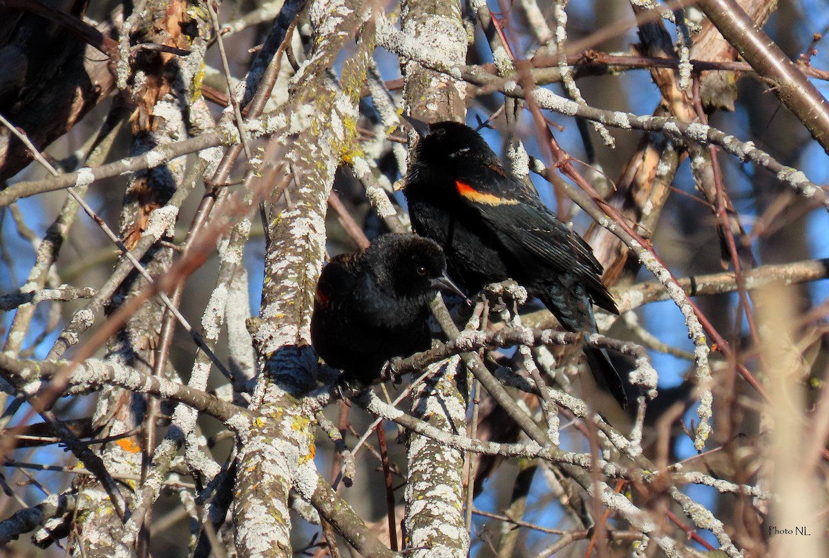 Red-winged Blackbird - ML615516379