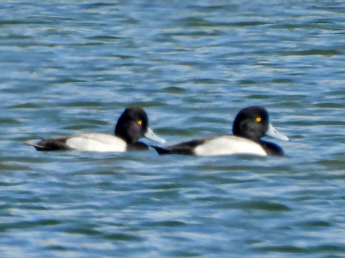 Greater Scaup - Ron Pozzi