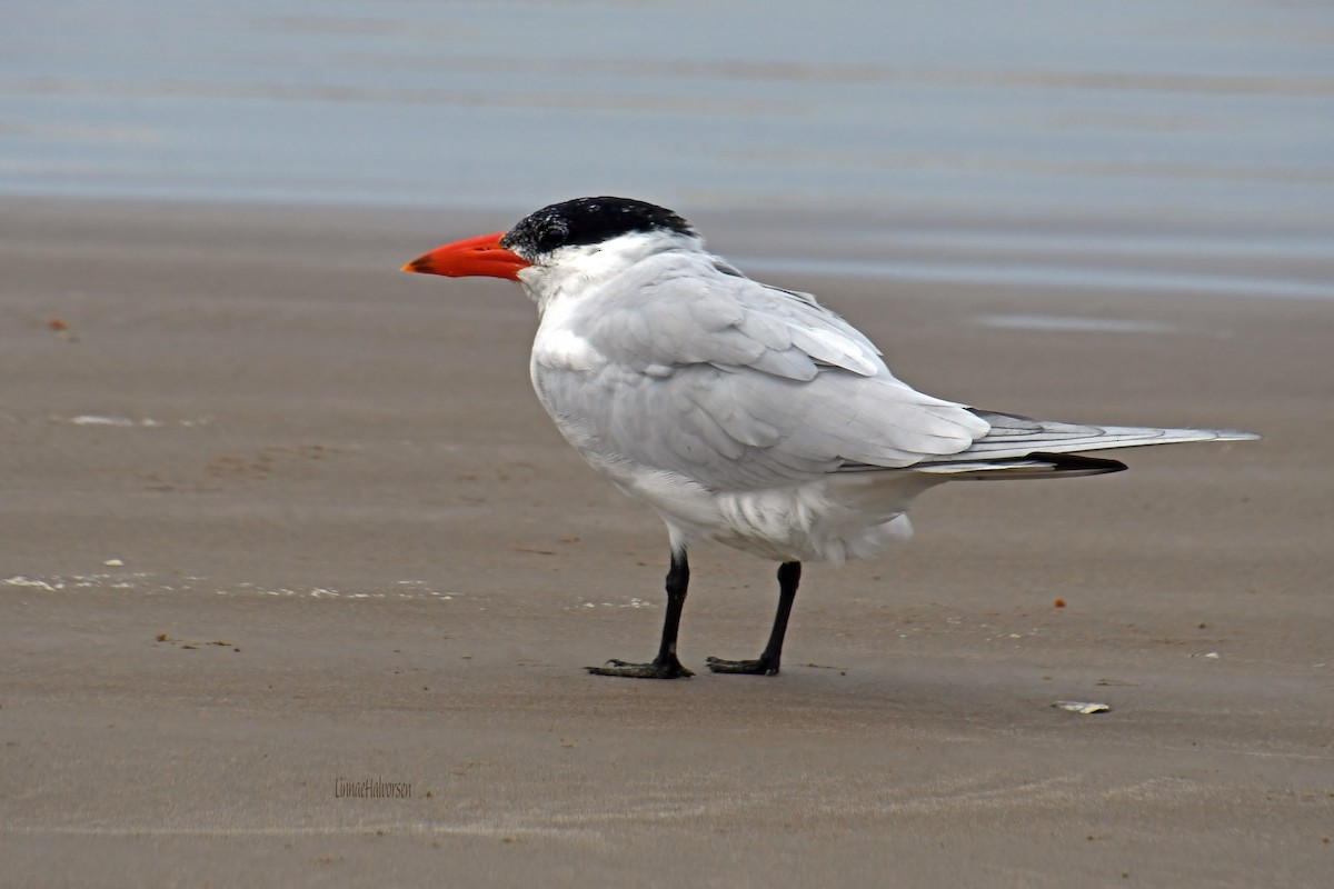 Caspian Tern - ML615516412