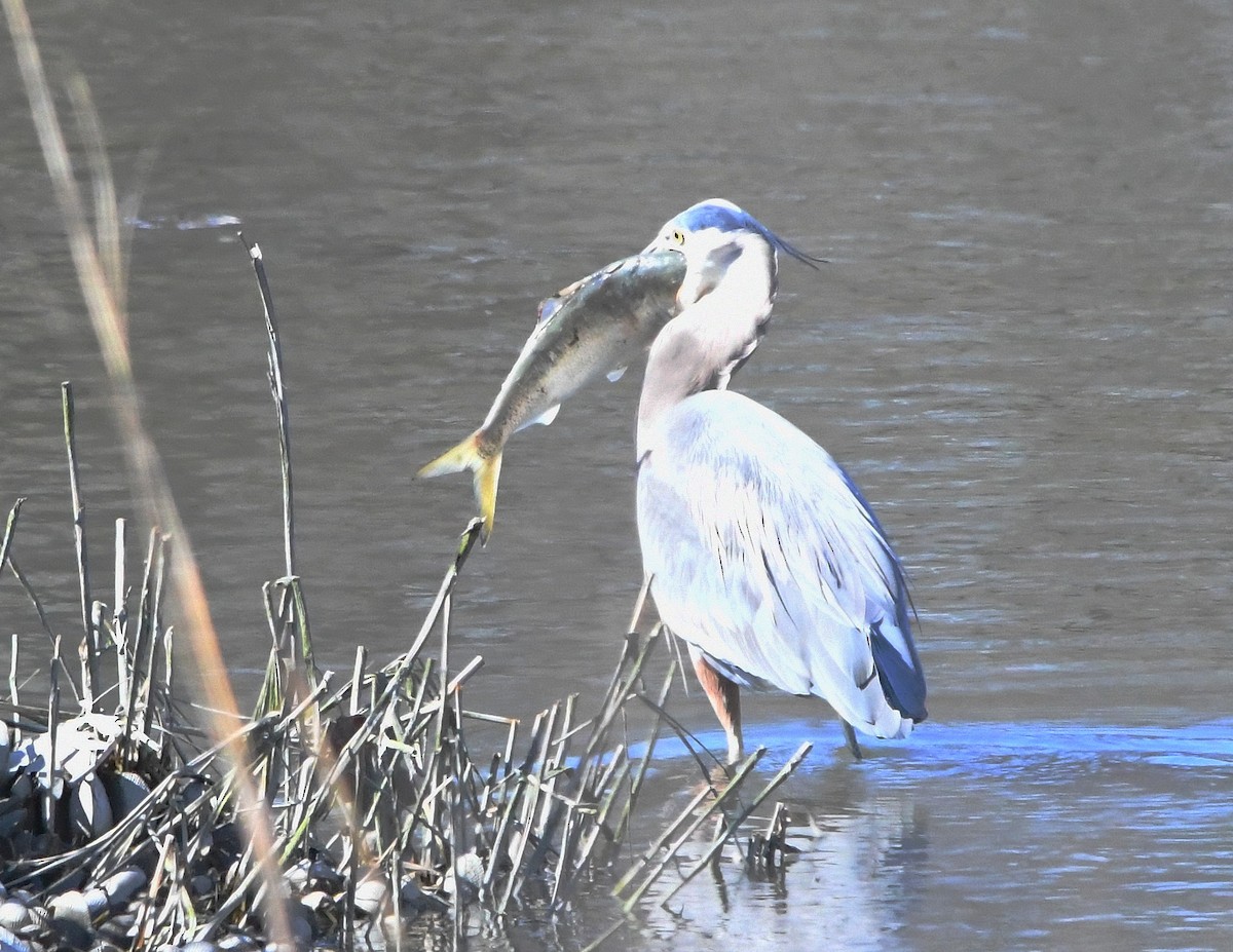 Great Blue Heron - ML615516426