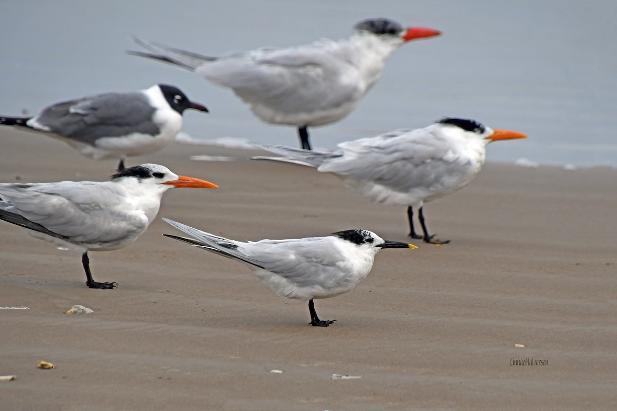 Sandwich Tern - ML615516443