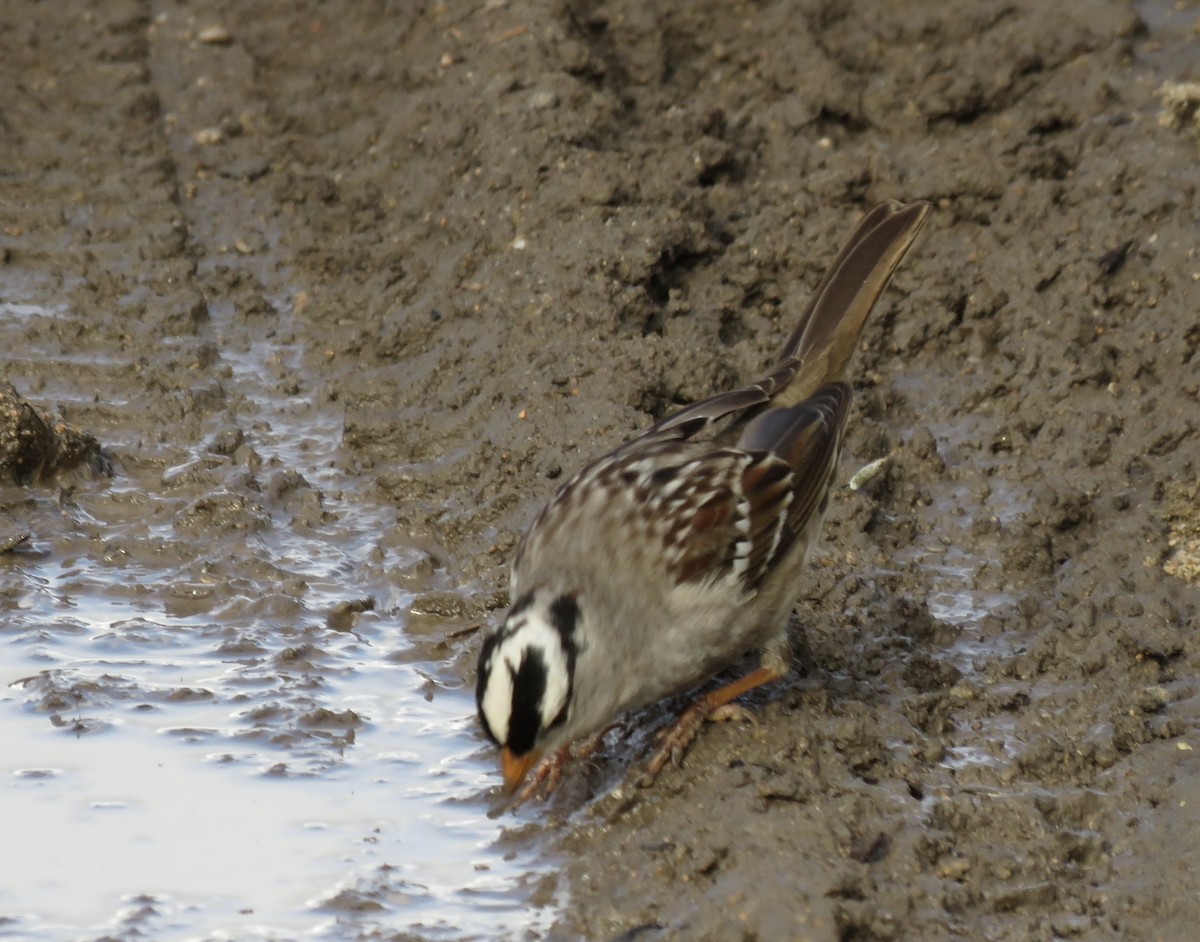 White-crowned Sparrow - Betty Van Kirk