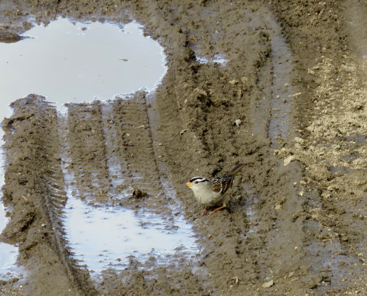 White-crowned Sparrow - ML615516500