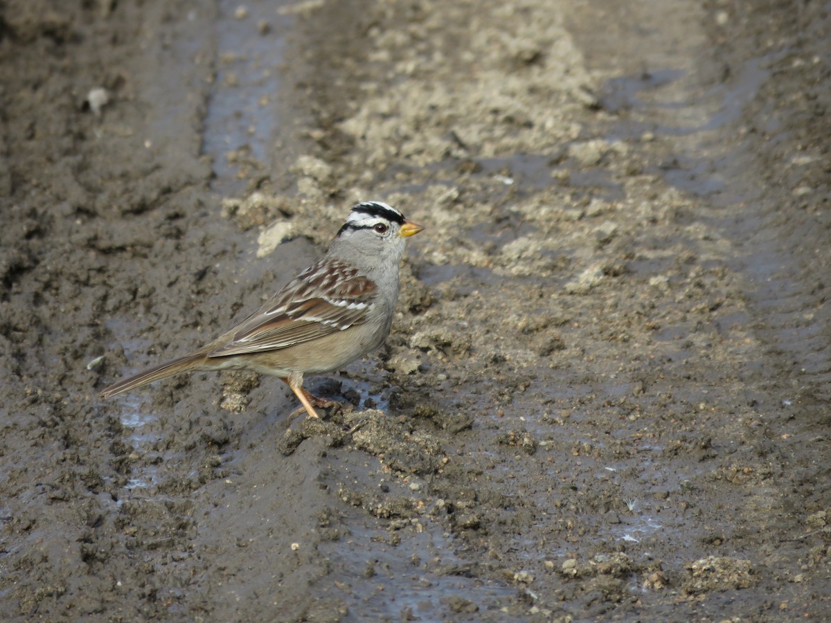White-crowned Sparrow - ML615516502