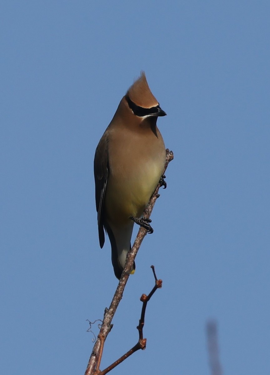 Cedar Waxwing - ML615516541