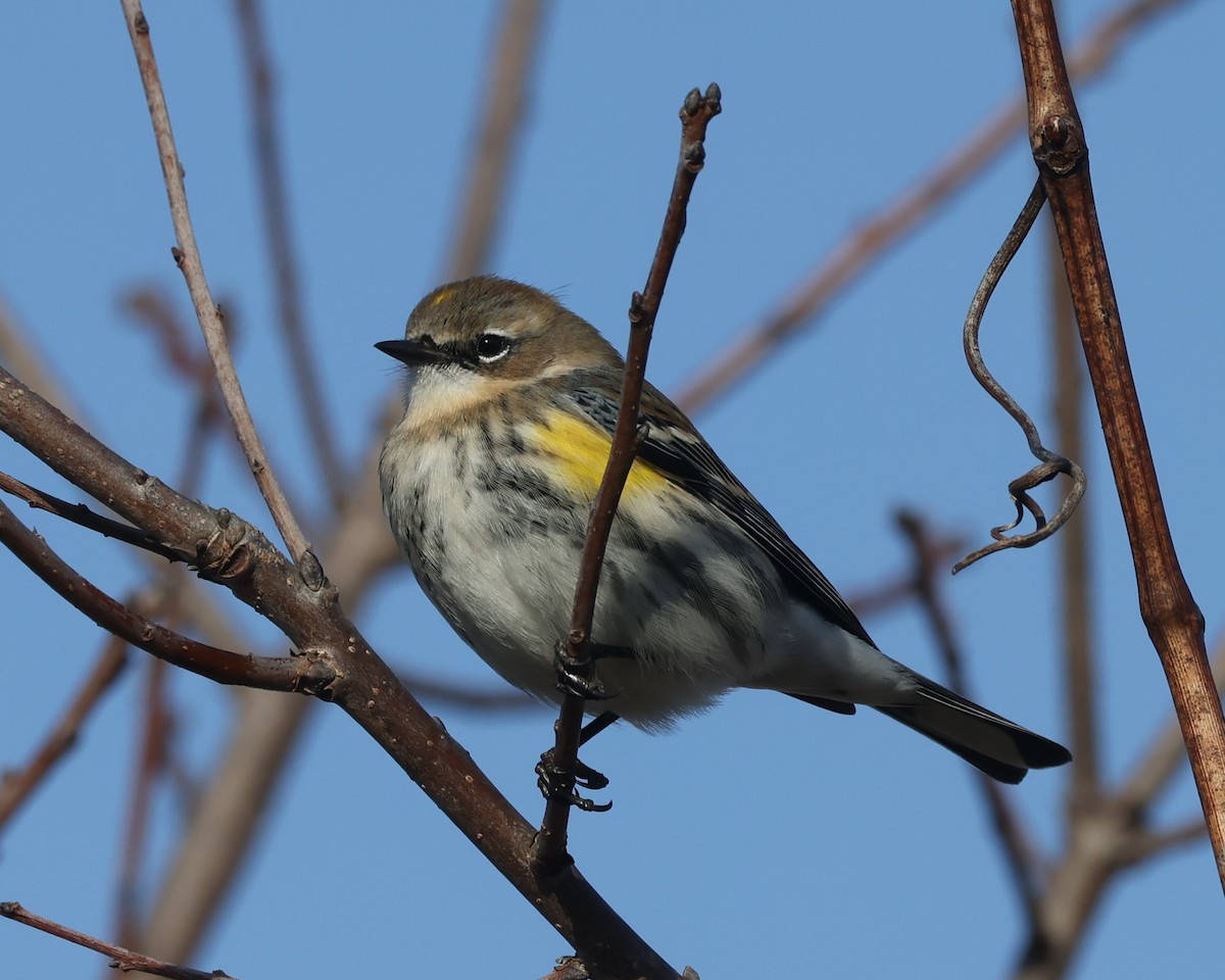 lesňáček žlutoskvrnný (ssp. coronata) - ML615516551