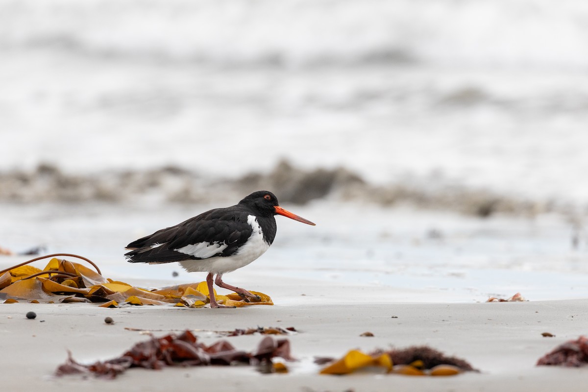 South Island Oystercatcher - ML615516555