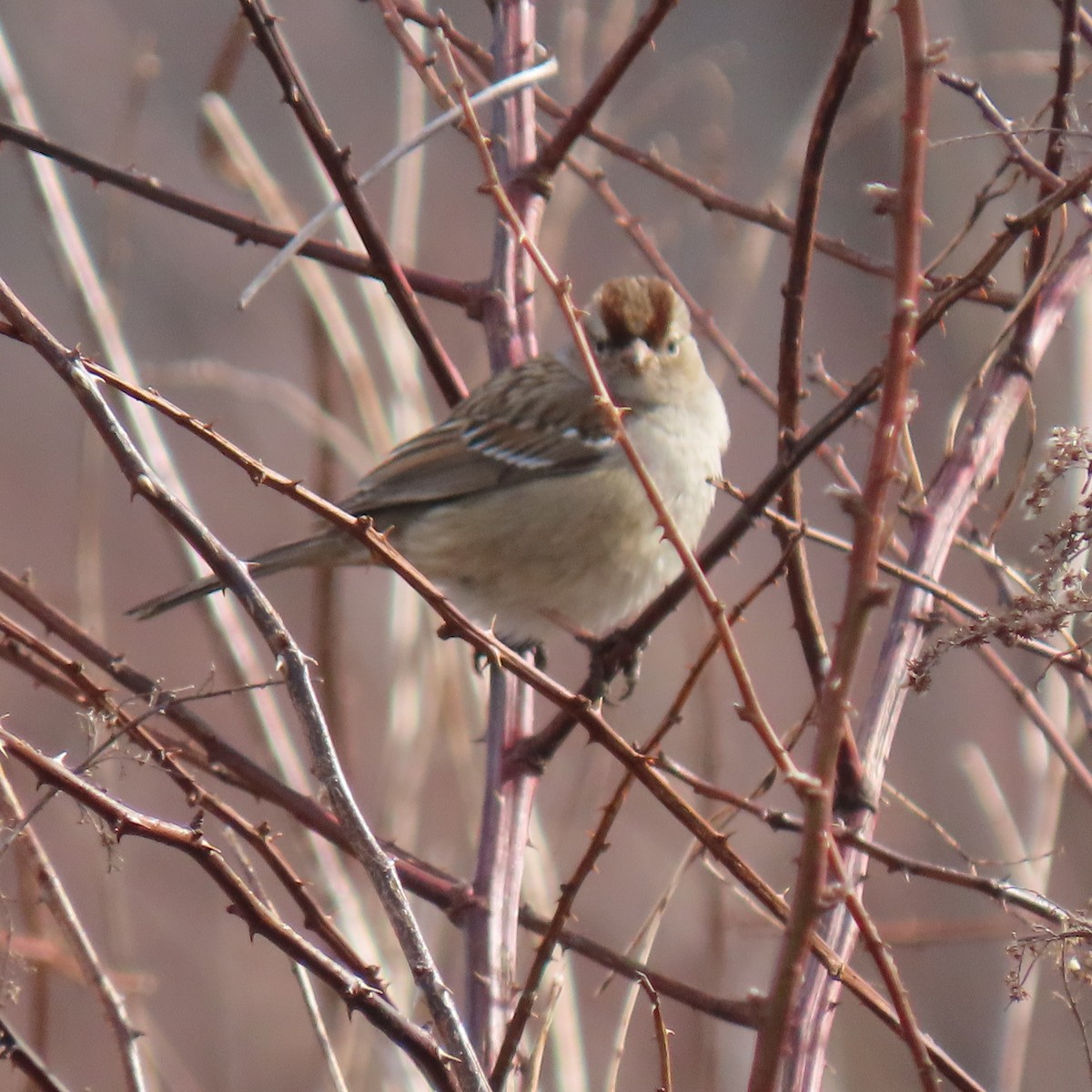 White-crowned Sparrow - ML615516623