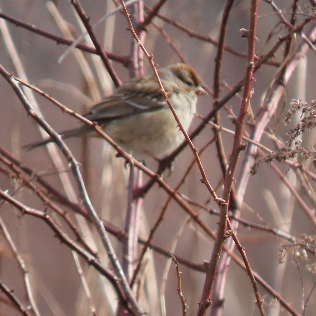 White-crowned Sparrow - ML615516624