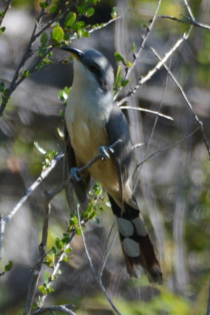 Mangrove Cuckoo - ML615516627