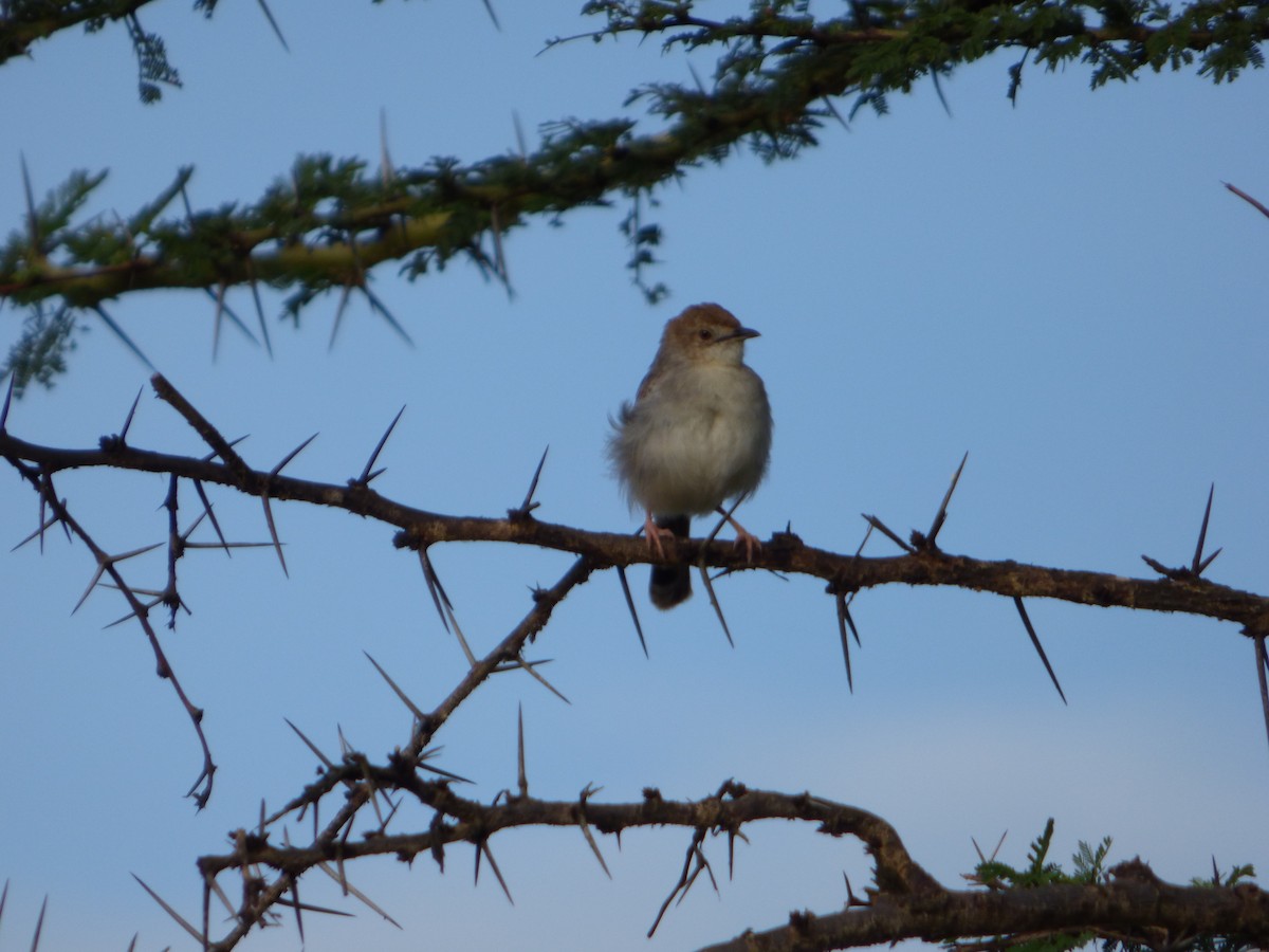 Rattling Cisticola - ML615516629