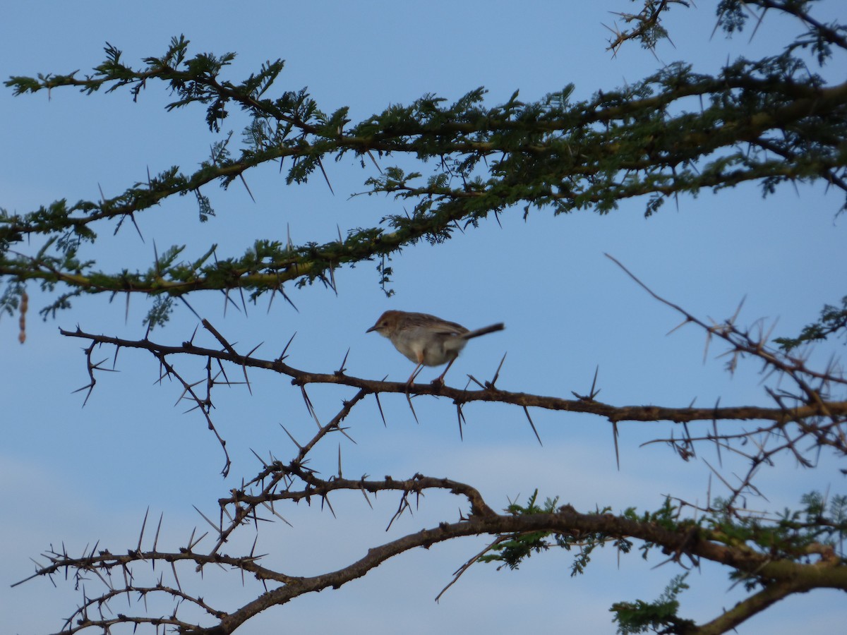 Rattling Cisticola - ML615516641