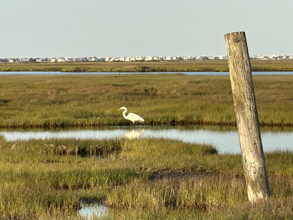 Great Egret - Sydney Shaw