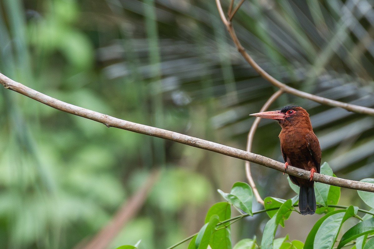 Purúsglanzvogel - ML615516649