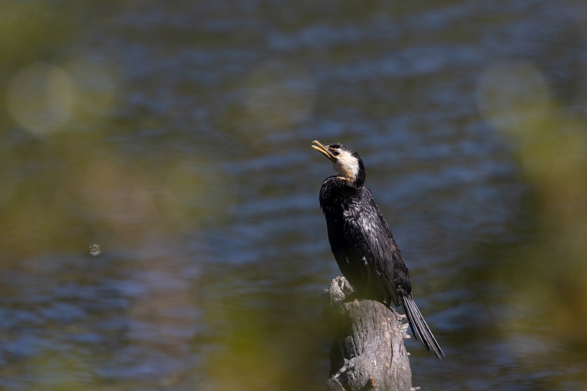 Little Pied Cormorant - ML615516659