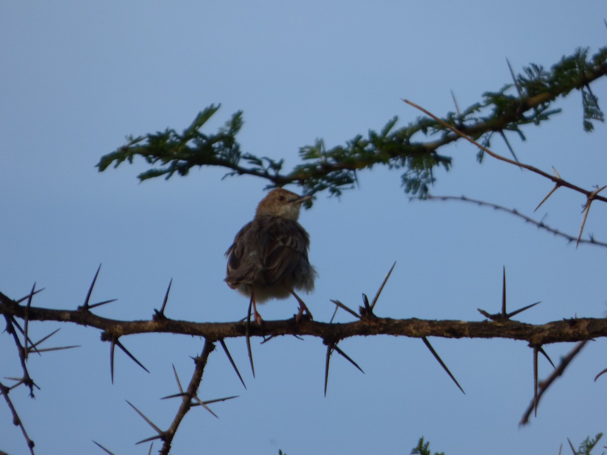 Rattling Cisticola - ML615516662