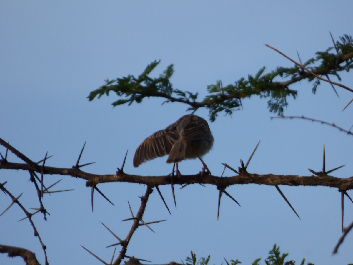 Rattling Cisticola - ML615516664