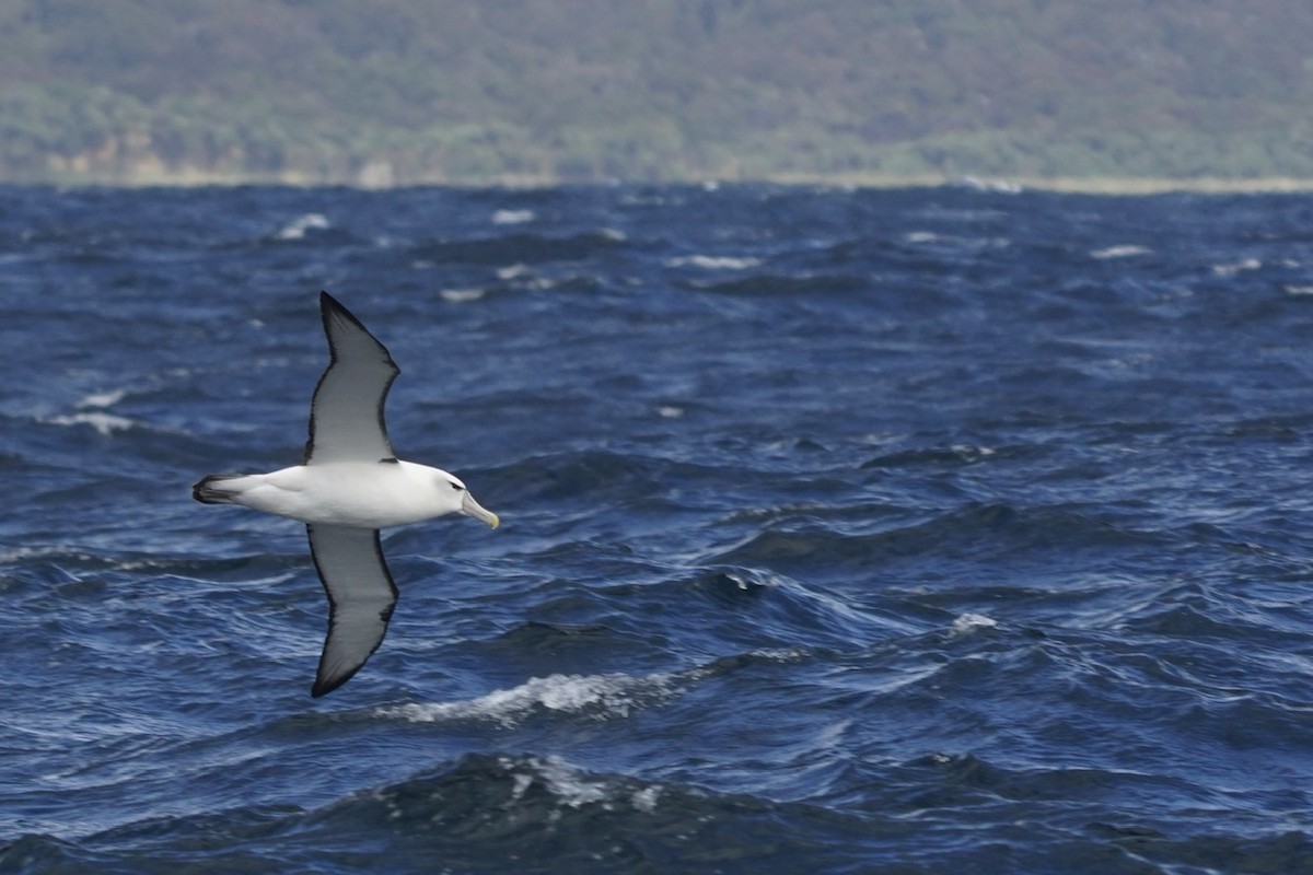 Albatros à cape blanche - ML615516669