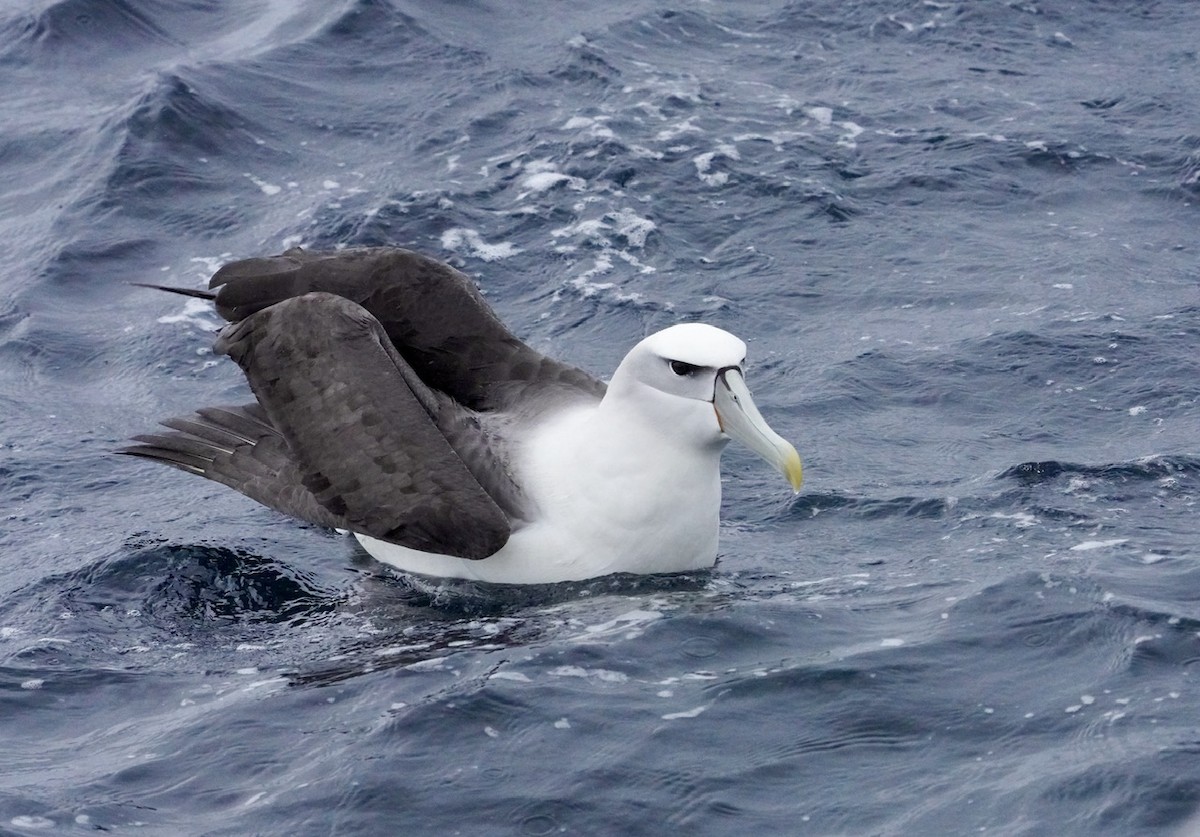White-capped Albatross - ML615516670