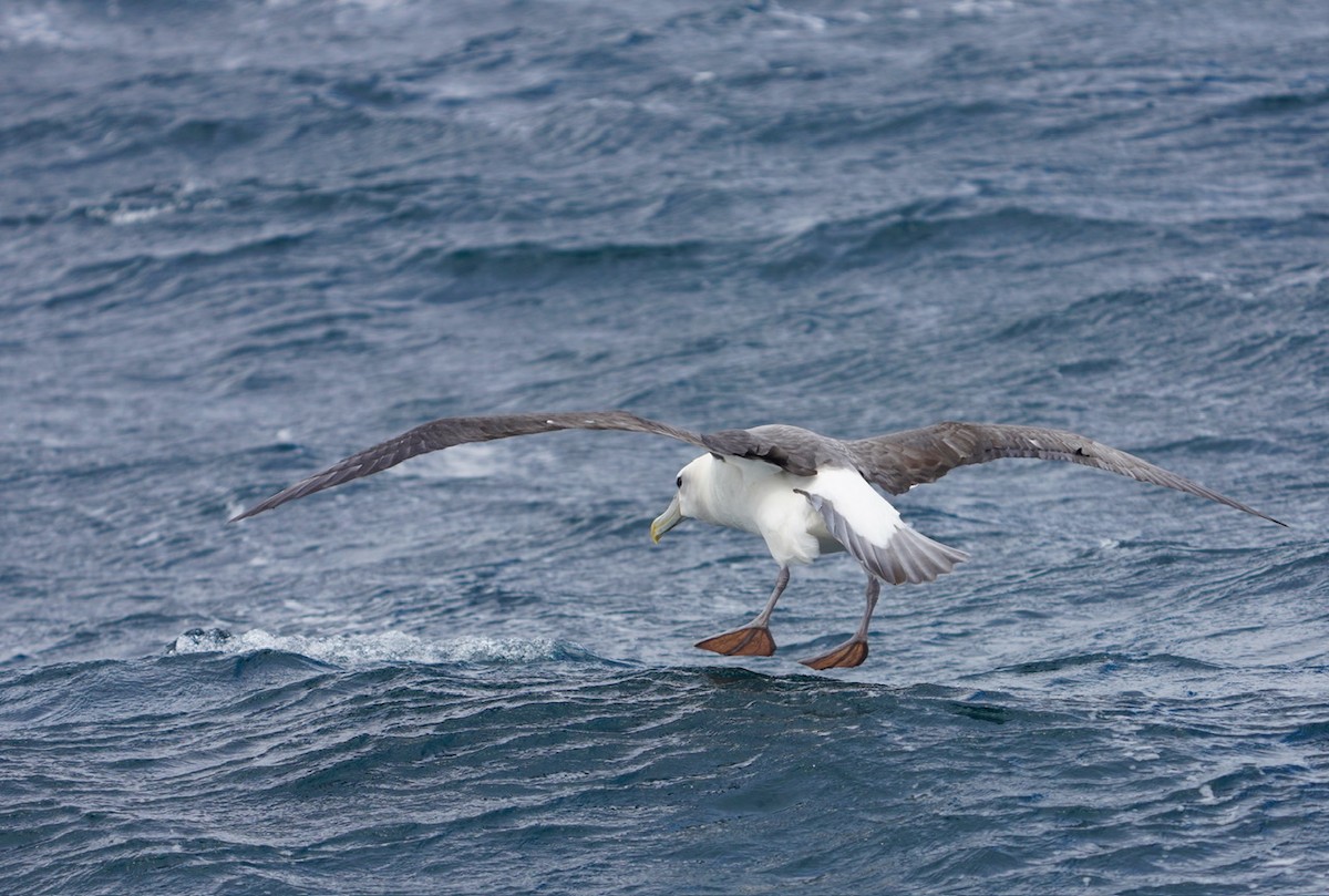 Albatros à cape blanche - ML615516671