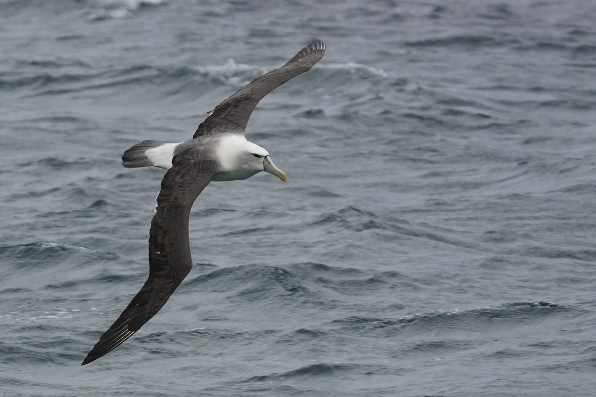 White-capped Albatross - ML615516672