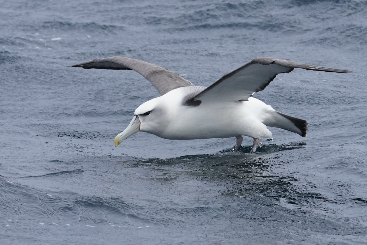 White-capped Albatross - ML615516673