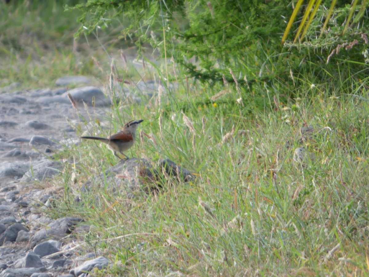 Black-crowned Tchagra - ML615516701