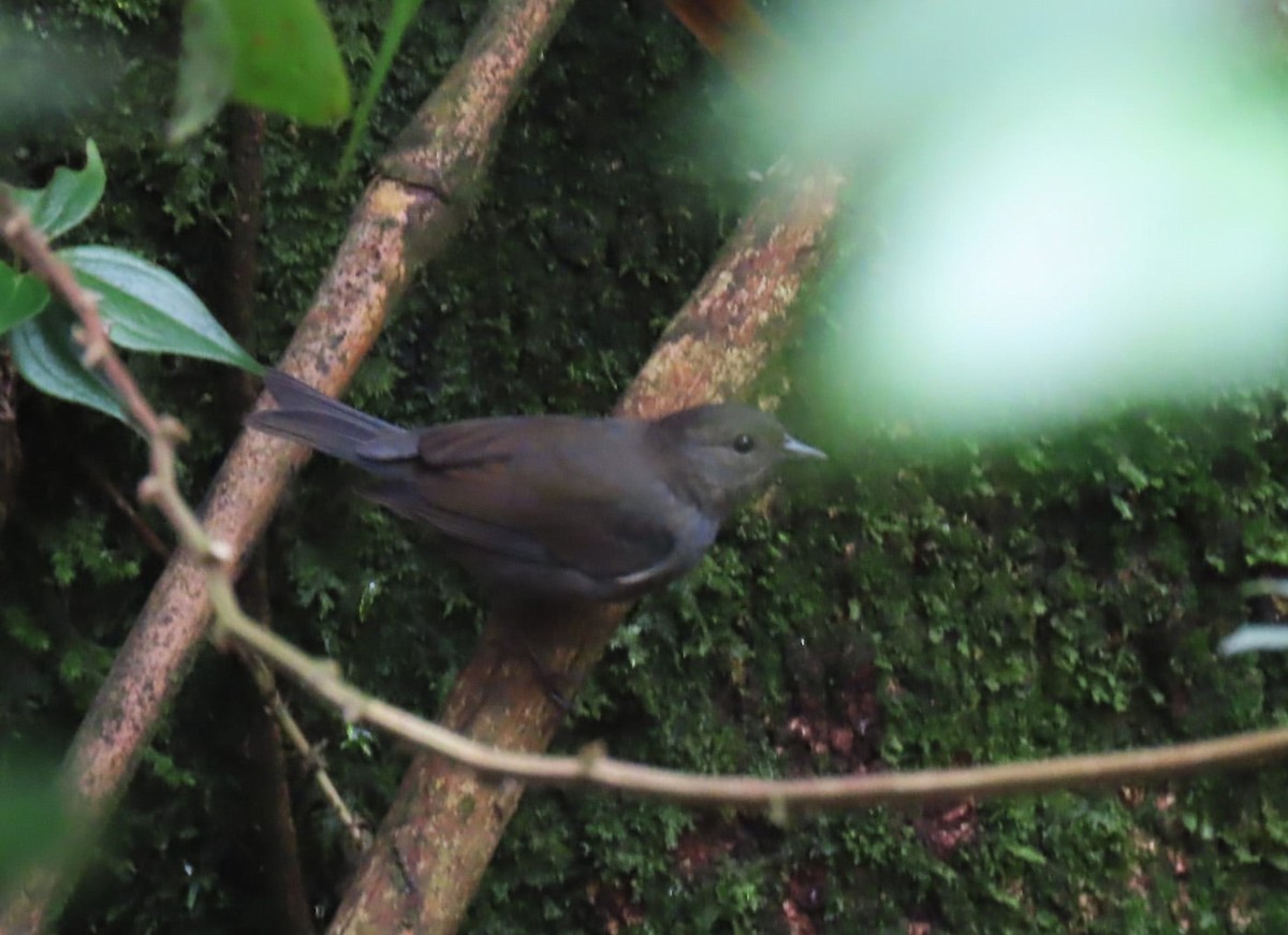 Slaty Finch - ML615516763