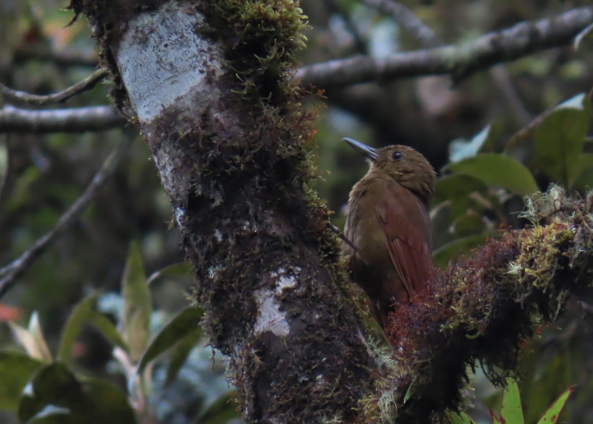 Tyrannine Woodcreeper - Brayan Coral Jaramillo