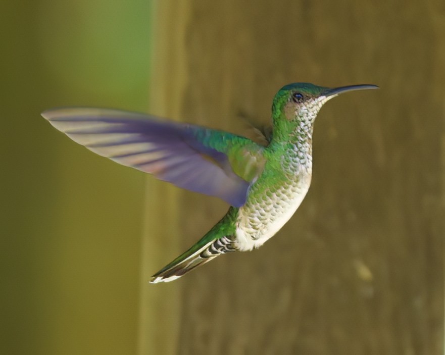 Scaly-breasted Hummingbird - Chris Gaffan