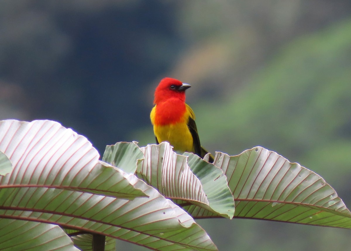 Red-hooded Tanager - ML615516821