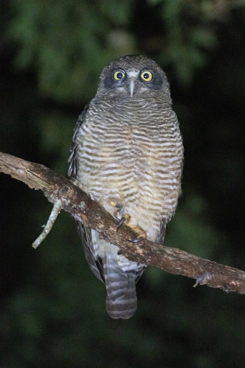 Rufous Owl - ML615516836