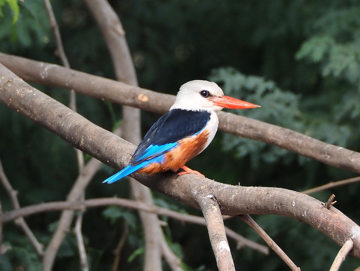 Gray-headed Kingfisher - ML615516847