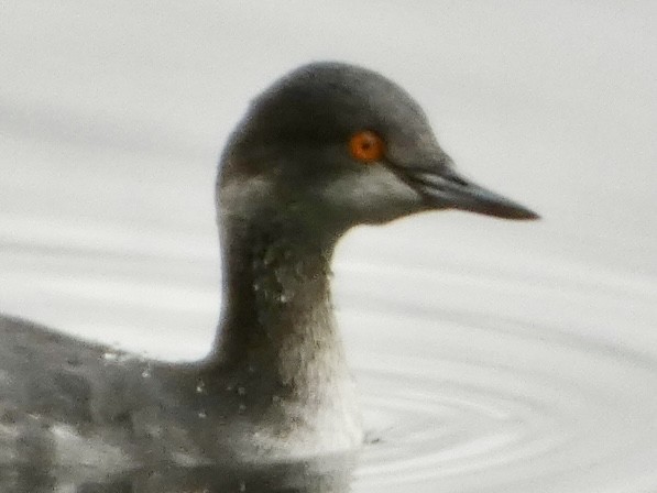 Eared Grebe - ML615516876