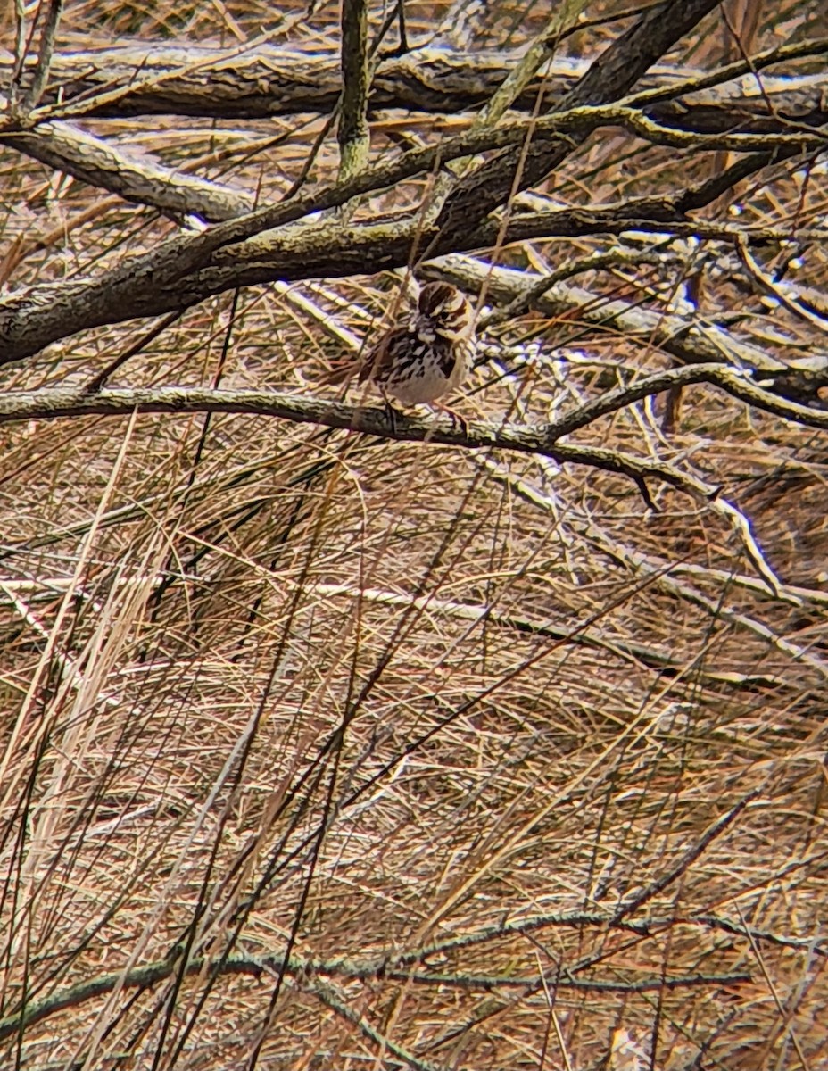 Song Sparrow - ML615517005