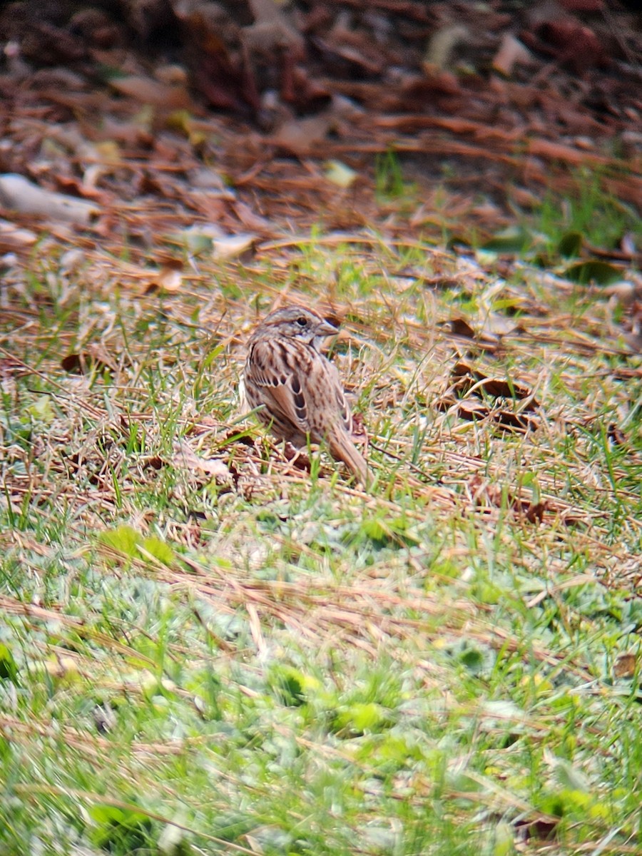 Song Sparrow - ML615517007