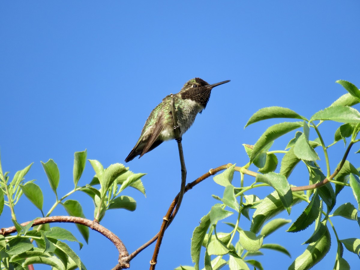 Anna's Hummingbird - ML615517041