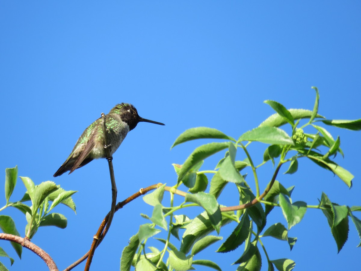Anna's Hummingbird - ML615517043