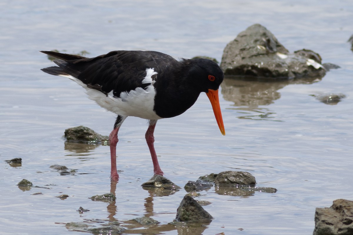 Pied Oystercatcher - ML615517045