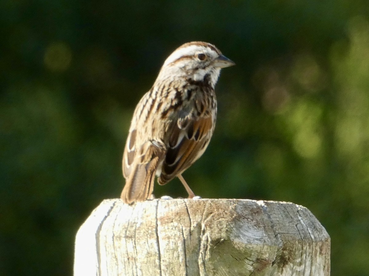 Song Sparrow - ML615517063