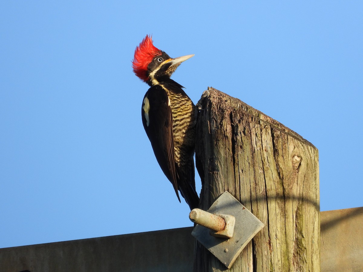 Lineated Woodpecker - William Woody