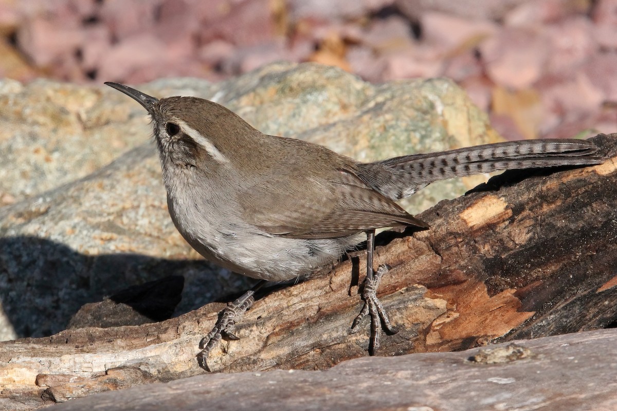 Bewick's Wren - ML615517086